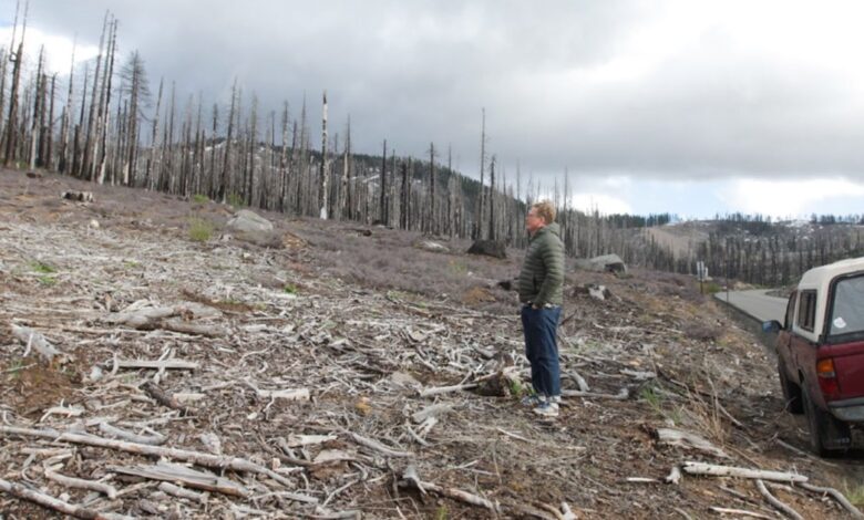 The fight over spraying Roundup in California’s forests has only gotten bigger The fight over spraying Roundup in California’s forests has only gotten bigger