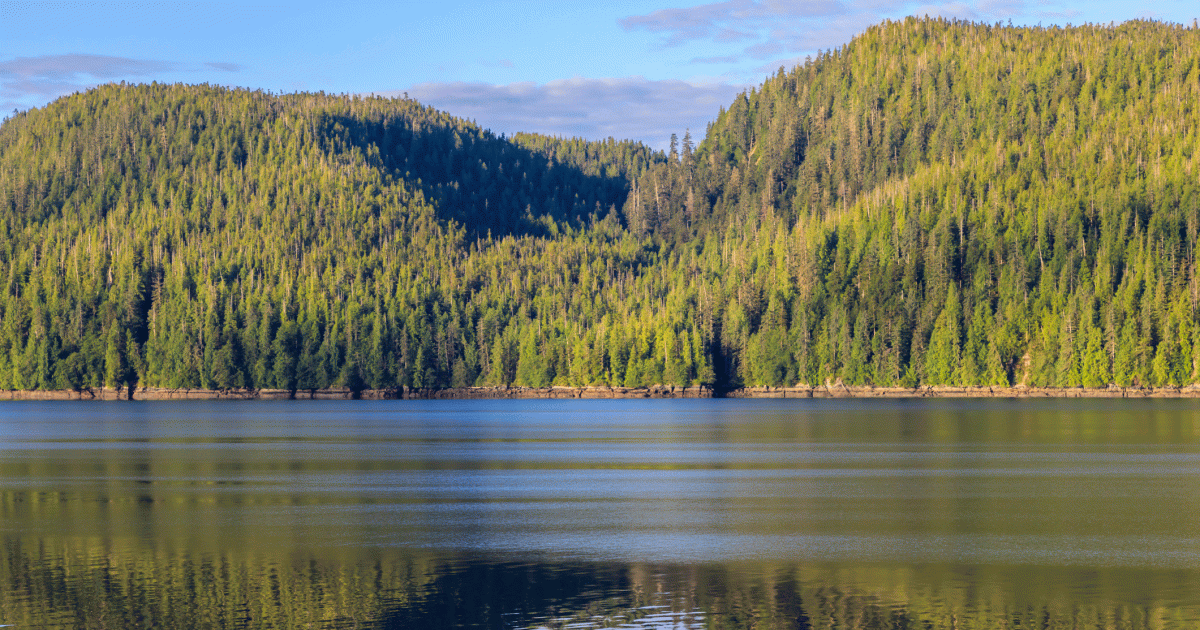 Administration moves to open national forests to roadbuilding, drilling, and logging