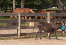 Slump in donations forces Brown County sanctuary to turn away farm animal rescue requests