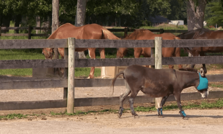 Slump in donations forces Brown County sanctuary to turn away farm animal rescue requests