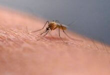 First human case of West Nile virus of the year confirmed in Mass.