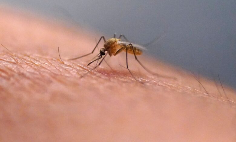 First human case of West Nile virus of the year confirmed in Mass. First human case of West Nile virus of the year confirmed in Mass.