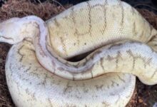 Lost a python? Boston Animal Care and Control might have it.