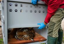 Lions and tigers begin a long-awaited rescue from a notorious Argentine zoo – WTOP News