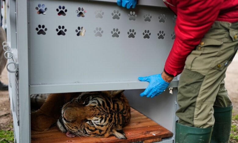 Lions and tigers begin a long-awaited rescue from a notorious Argentine zoo – WTOP News Lions and tigers begin a long-awaited rescue from a notorious Argentine zoo – WTOP News