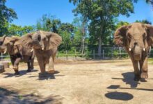 Roger Williams Park Zoo moving its 3 aging elephants to Tennessee sanctuary