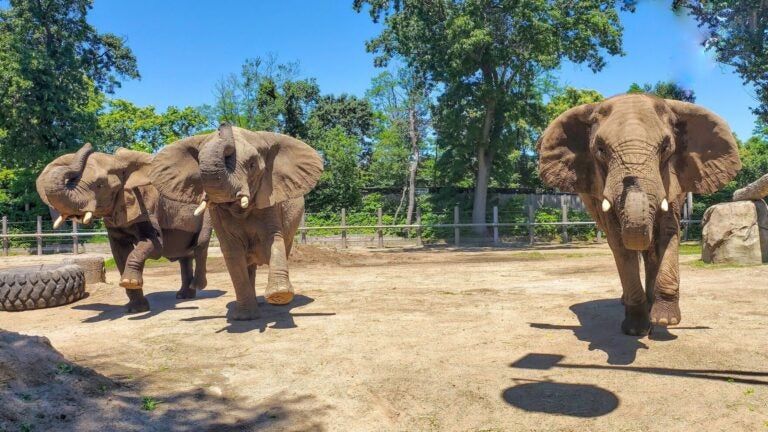 Roger Williams Park Zoo moving its 3 aging elephants to Tennessee sanctuary Roger Williams Park Zoo moving its 3 aging elephants to Tennessee sanctuary
