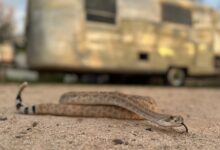 Leave it: Dog trainers help pets avoid poisonous snakes – WTOP News