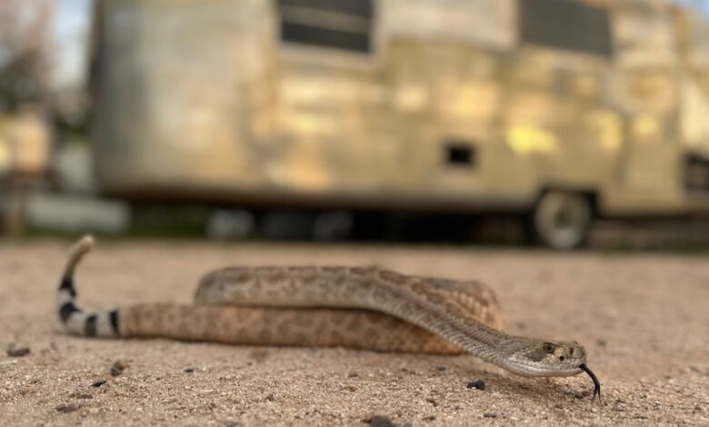 Leave it: Dog trainers help pets avoid poisonous snakes – WTOP News Leave it: Dog trainers help pets avoid poisonous snakes – WTOP News