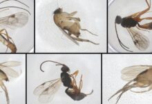 We think we just discovered some new species living in New York City