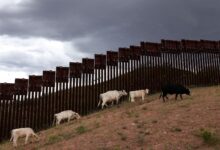 Arizona cattle port reopens days after screwworm hits neighboring Sonora