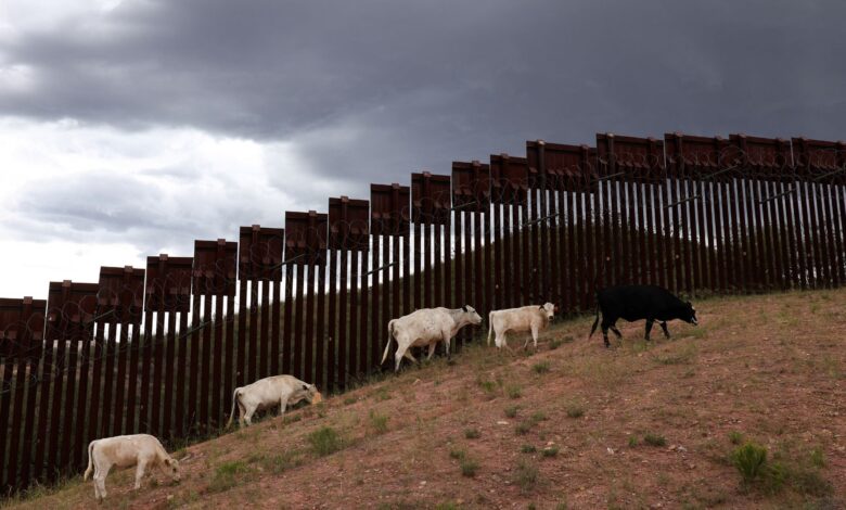 Arizona cattle port reopens days after screwworm hits neighboring Sonora