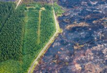 Will scrapping forest road rules help fight wildfires? The science is complicated