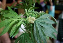 Marijuana rescheduling fight faces key Monday deadline