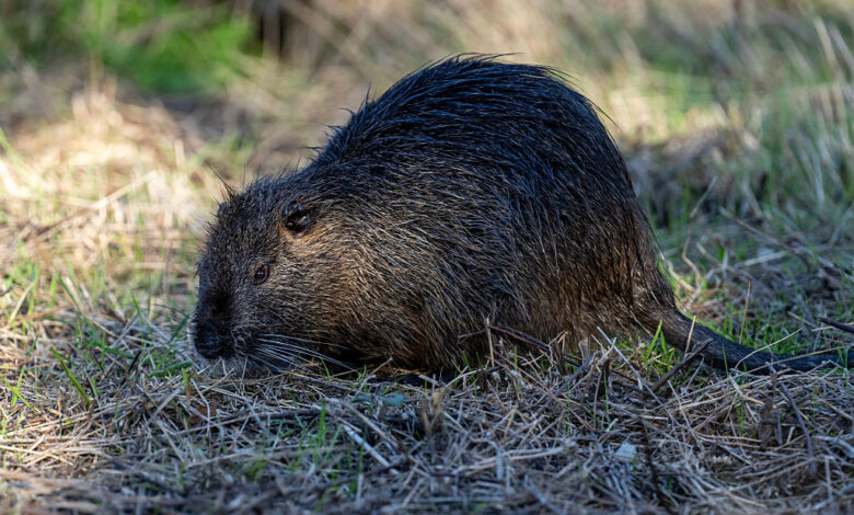 They don’t give a dam: 2nd beaver attack prompts more closures at Md.’s Cunningham Falls State Park – WTOP News
