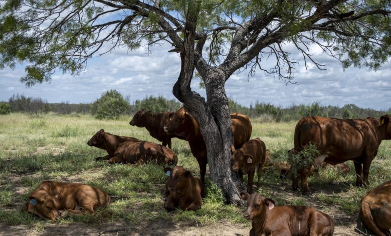 Trump to waive tariffs to boost beef imports. Ranchers say it’ll hurt more than help Trump to waive tariffs to boost beef imports. Ranchers say it’ll hurt more than help