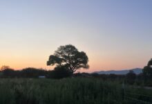 A Giant “Grandmother” Tree Sparked a New Struggle to Block Trump’s Border Wall