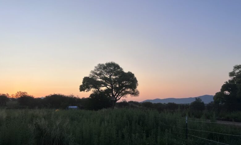 A Giant “Grandmother” Tree Sparked a New Struggle to Block Trump’s Border Wall
