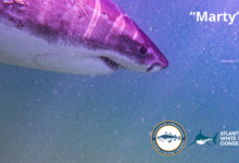 Meet Marty: Cape Cod’s newest great white shark is sticking around