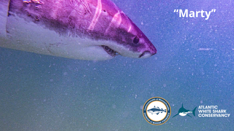 Meet Marty: Cape Cod’s newest great white shark is sticking around Meet Marty: Cape Cod’s newest great white shark is sticking around
