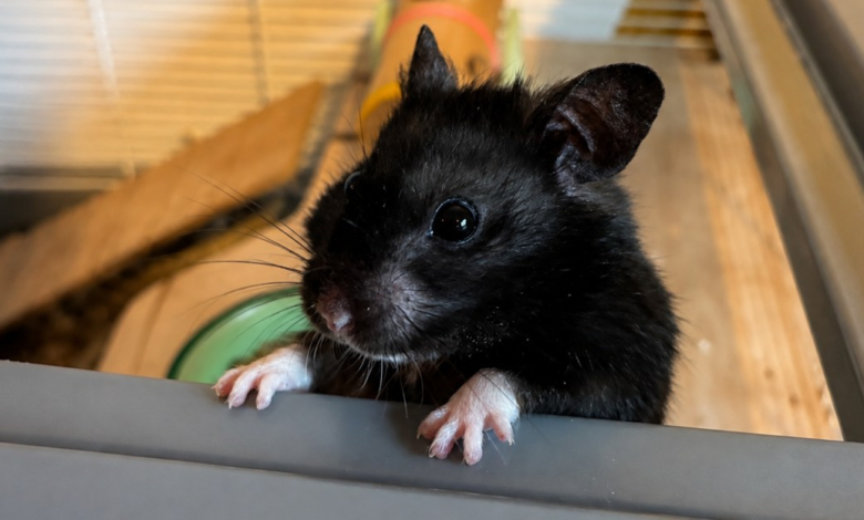 This influencer runs 6 miles every night. He’s also a hamster.