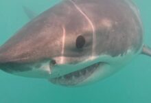 Lifeguard dragged underwater by white shark at Maine beach