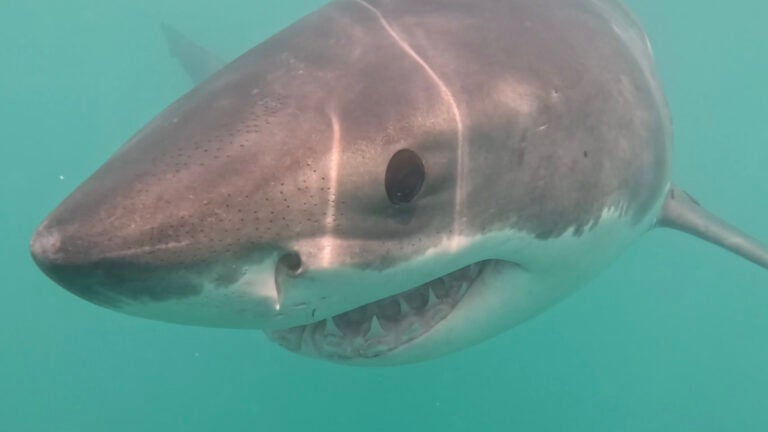 Lifeguard dragged underwater by white shark at Maine beach Lifeguard dragged underwater by white shark at Maine beach