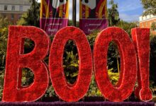 ‘Boo at the Zoo’, ‘Night of the Living Zoo’ return to National Zoo this October – WTOP News