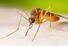 Mass. officials recommend avoiding bug bites after season’s first EEE mosquito detected