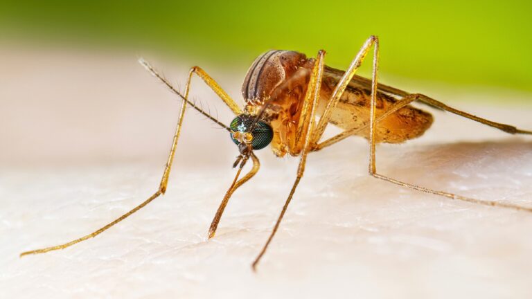 Mass. officials recommend avoiding bug bites after season’s first EEE mosquito detected Mass. officials recommend avoiding bug bites after season’s first EEE mosquito detected