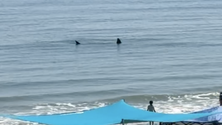 Huge basking shark spotted off South Shore beach, white sharks appear near Maine, Cape Cod