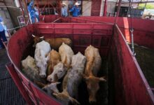 Economists don’t expect reopening the US to Mexican cattle imports to reduce high beef prices – WTOP News