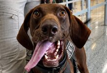 Meet Bolt, the TSA’s cutest canine for 2026