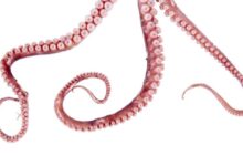 Tractor-trailer spills massive amount of squid into Rhode Island intersection