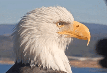 Jackie the bald eagle’s anemia worsens