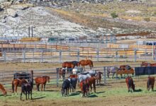 Perspective: Wild horse slaughter investigation raises bigger question | AGDAILY