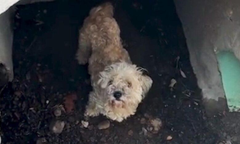 A dog down a drain, a worried owner and a howlingly joyful reunion