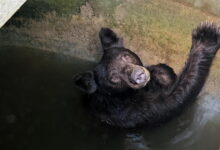 Bear family rescued from large water tank in La Verne during heat wave