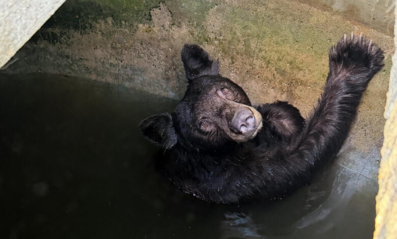 Bear family rescued from large water tank in La Verne during heat wave