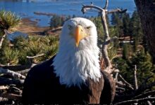 Celebrity bald eagle Jackie’s anemia worsens: ‘We wish we had better news’
