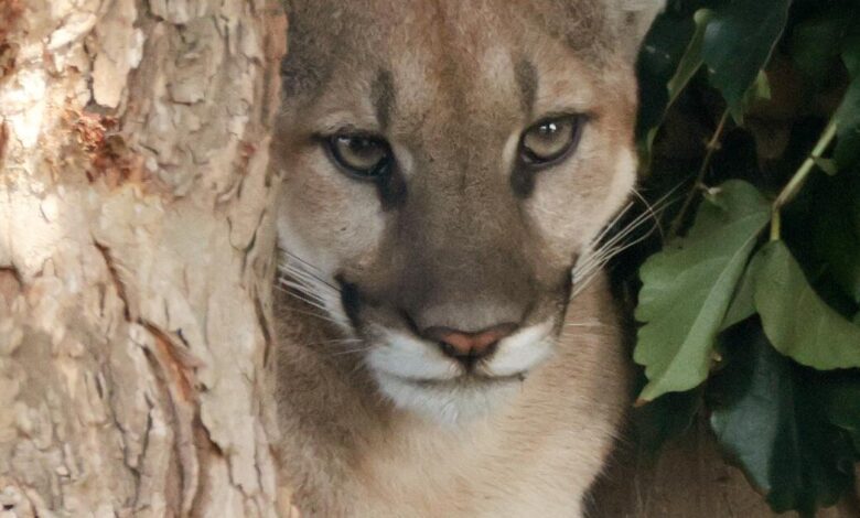 Injured mountain lion found in a San Dimas neighborhood was euthanized, wildlife officials say Injured mountain lion found in a San Dimas neighborhood was euthanized, wildlife officials say