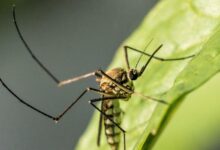 L.A. resident dies from West Nile virus; California cases hit 5-year high amid warming climate