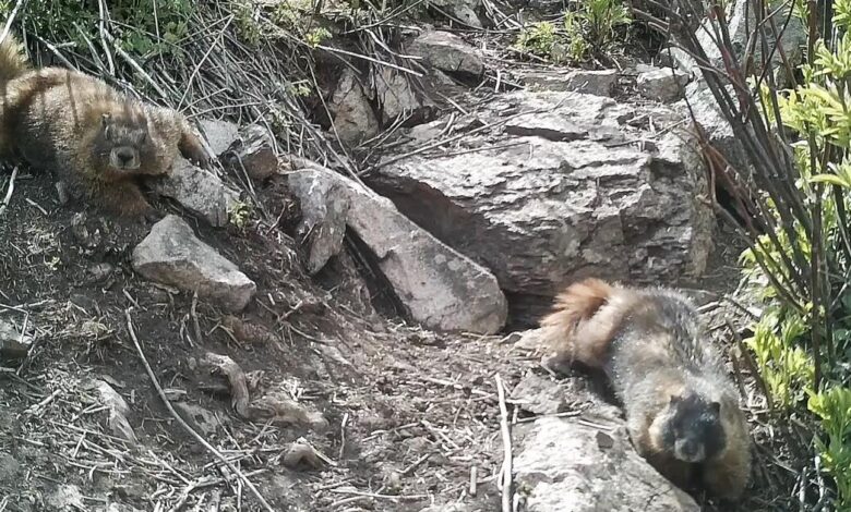 Marmots got money troubles: Cuts to UCLA research lead scientists to OnlyFans