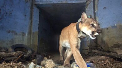 Mountain lions stall plan to build 400 residences on Woodland Hills golf course