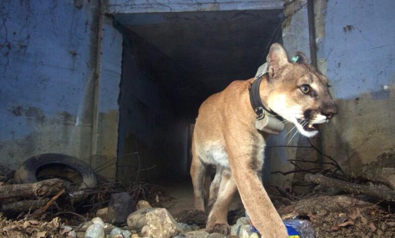 Mountain lions stall plan to build 400 residences on Woodland Hills golf course