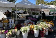 Turf drama sends celeb favorite Malibu Farmers Market packing to City Hall parking lot