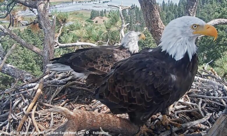 Shadow seen with new eagle at the Big Bear nest. Could a match be in the making? Shadow seen with new eagle at the Big Bear nest. Could a match be in the making?