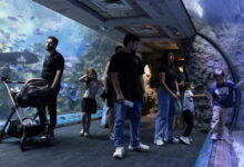 Long Beach aquarium takes in at least 500 animals rescued from wildlife traffickers