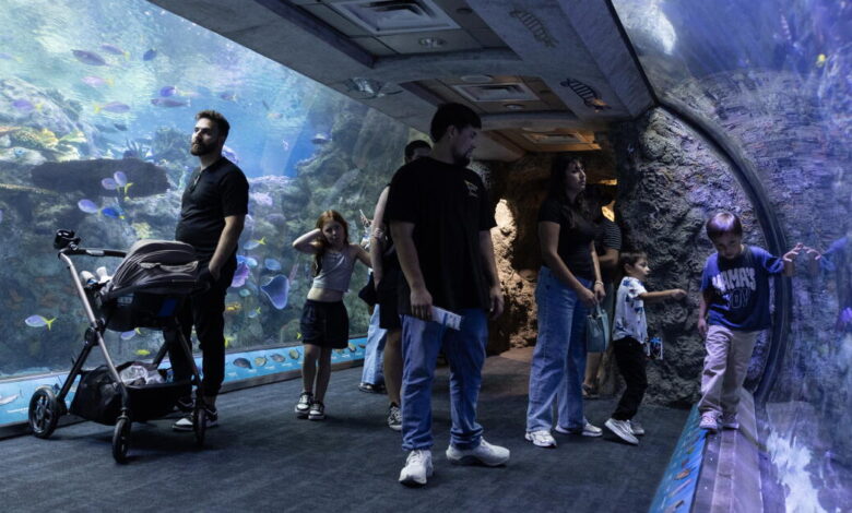 Long Beach aquarium takes in at least 500 animals rescued from wildlife traffickers Long Beach aquarium takes in at least 500 animals rescued from wildlife traffickers