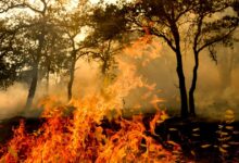 Man arrested in Gann fire says he was was trying to make money for a birthday dinner